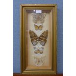 A framed set of five mounted butterflies