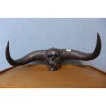 A Naga style faux skull head hunters trophy
