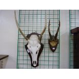 Two sets of mounted antlers