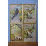 D. Burns, set of four studies of birds, oil on board, framed