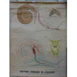 A French educational chart, snail anatomy