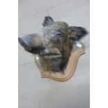 A French mounted taxidermy boar's head