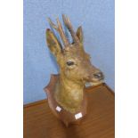 A French mounted taxidermy deer's head