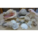 A collection of shells and mineral samples including some large conch shells **PLEASE NOTE THIS