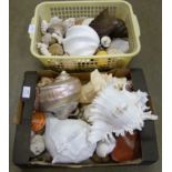 Two boxes of shells and agates **PLEASE NOTE THIS LOT IS NOT ELIGIBLE FOR POSTING AND PACKING**