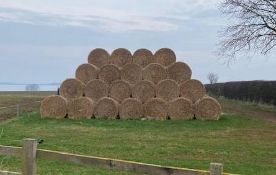 165 Bales of Oat Straw