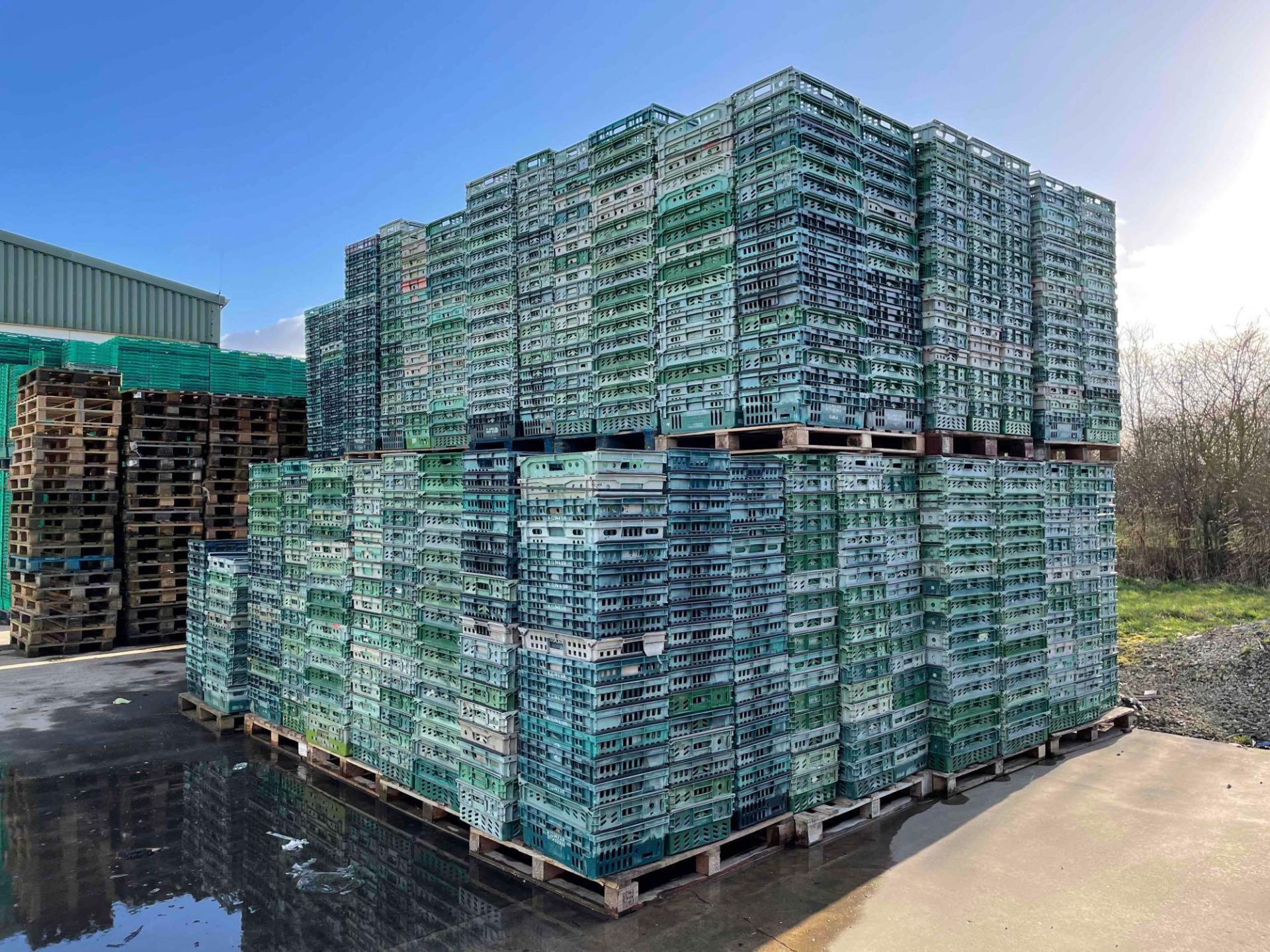 Quantity green plastic crates (approx. 1900)