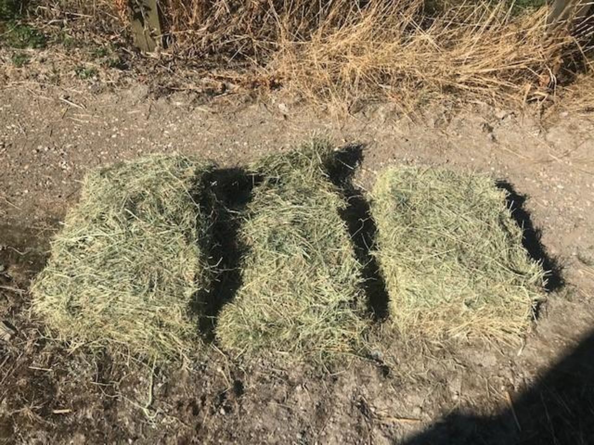 100 x 2021 Small Square Baled Hay - Image 3 of 3