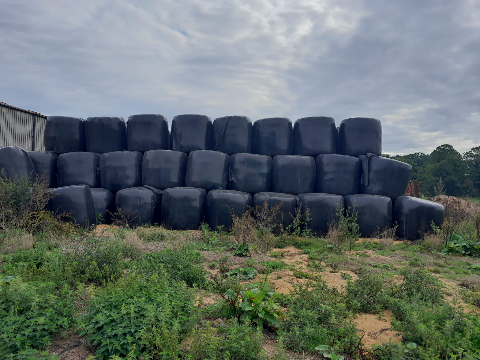 25 x 2021 Wrapped Round Bale Silage