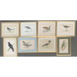 After Reverend Francis Morris, circa 1860s, eight lithographs of birds to include cuckoo, green