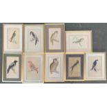 After Reverend Francis Morris, circa 1860s, nine lithographs of birds to include eagle owl, hawk