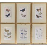 Lepidopterist interest, 6 framed 19th century colour prints of butterflies, each 16x10cm