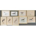 After Reverend Francis Morris, circa 1860s, nine lithographs of water birds, approx 12x18cm