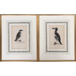 After Rev. W. O. Morris, two 19th century ornithological engravings, Great Auk and Rotche, each 16.