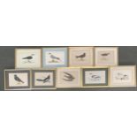 After Reverend Francis Morris, circa 1860s, nine lithographs of birds to include capped petrel,
