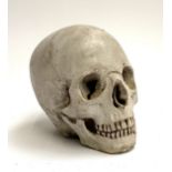 A cast replica human skull