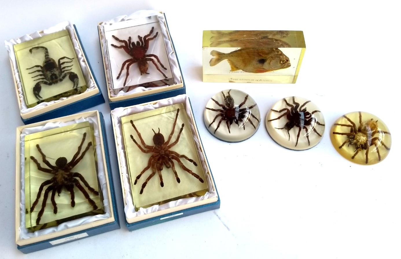Six resin tarantula paperweights, together with one piranha paperweight and a scorpion