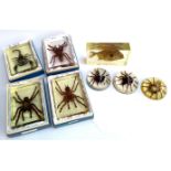 Six resin tarantula paperweights, together with one piranha paperweight and a scorpion