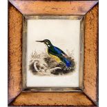 19th century, study of a Kingfisher, watercolour and bodycolour, 15.5x12cm, in burr walnut frame