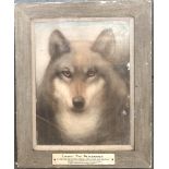 A early 20th century pastel study of a wolf, 'Lassie the Peacemaker, A life long and devoted
