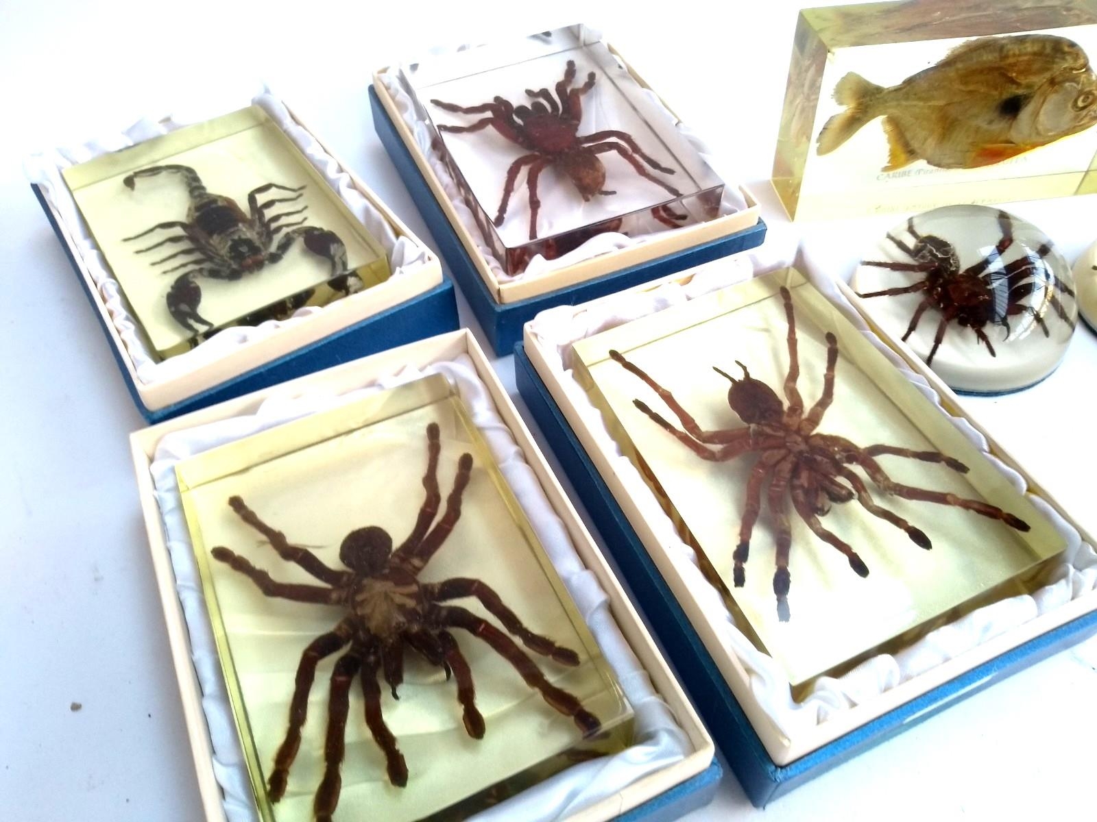 Six resin tarantula paperweights, together with one piranha paperweight and a scorpion - Image 2 of 3