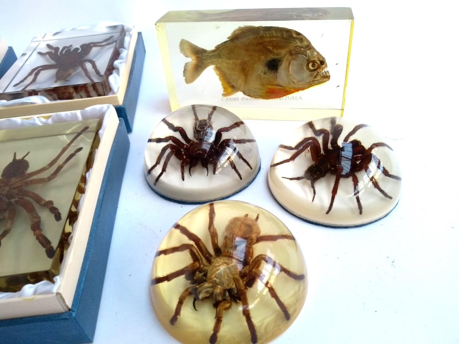 Six resin tarantula paperweights, together with one piranha paperweight and a scorpion - Image 3 of 3