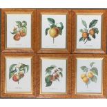 A set of six prints of fruit, in birds eye maple veneer frames, 21x15.5cm