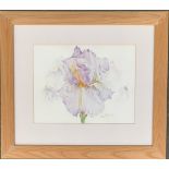 20th century watercolour of an iris, signed indistinctly, 25x32cm