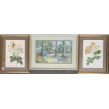 Watercolour of a woodland scene, signed Doris Elliott, together with 2 colour prints of roses