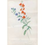 Ludwig Lormstein (German, 1786 - 1866), floral study, 'Anagallis Caerulea, Alonsoa Incisaefolia',