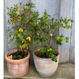 Two large terracotta plant pots with shrubs, 44cmH and 38cmH