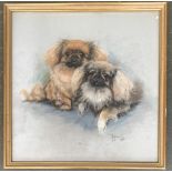 Mayone Cox, pastel study of two Pekingese dogs, signed and dated 1970, 46x45cm