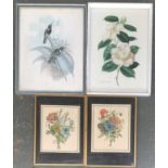 Colour print of straight billed hummingbirds, 45x35cm; together with a botanical print of Camellia