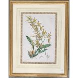 By and after W. H Fitch, botanical print 'Odontoglossum Cordatum', printed by Vincent Brooks,