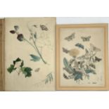 A 19th century botanical watercolour study with moths, 33x23cm; together with a 19th century hand