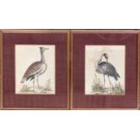 After George Edwards, two hand coloured 18th century ornithological prints from a 'Natural History