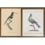 An 18th century hand coloured engraving of the African Cuckoo, by and after Giovanni Batista