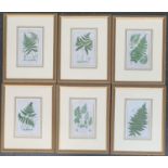 A set of six colour prints of ferns, each 22.5x13