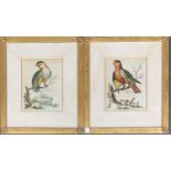 After George Edwards, two hand coloured 18th century ornithological prints, 'The Parakeet from