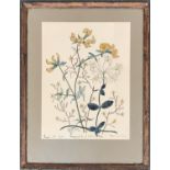 An early 20th century botanical study, 'Bird's-foot Trefoil, Honesuckle and Wall-Lettuce', signed