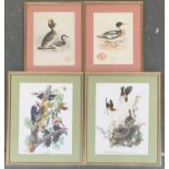 Two coloured engravings, 'The Sclovonian Grebe' and 'The Red Breasted Merganser', each 32x24cm;