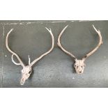 Taxidermy interest: two sets of 7 point deer antlers