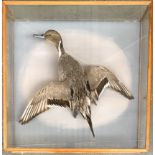 Taxidermy interest: a pintail duck in flight, within a glazed display case, the case 63cm wide