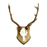 Taxidermy interest: a set of fallow deer antlers mounted on pine shield, the points 52cm wide