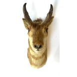 Taxidermy interest: a neck mount of a pronghorn