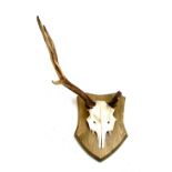 Taxidermy interest: a set of fallow deer antlers mounted on pine shield, the shield 32cm long