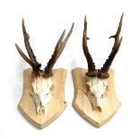 Taxidermy interest: two roe deer antler mounted on pine shields, each shield 28cm long