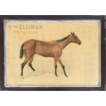 An Edwardian Veterinary chart "A Bad Unsound Horse" from Elliman's First Aid Book, published by