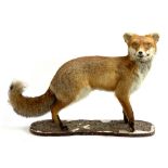 Taxidermy interest: a standing dog fox, approx. 56cmH, 85cmL