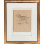 Lucy Dawson (1875-1954), pencil study of a bloodhound, 25x20cm